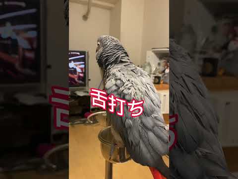 【亡き夫の鳥と生活】大好きなBTS中は声を掛けるな!#ヨウム #BTS
