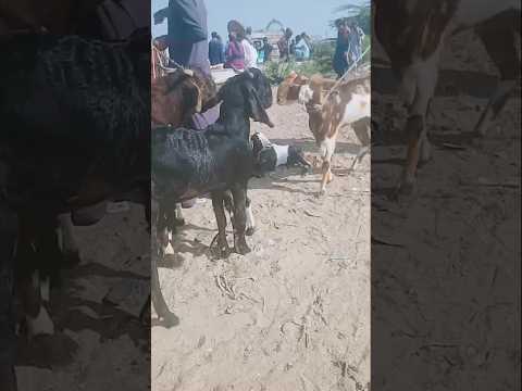 wow so qute bakree #animals #anmals #catvideos #cow #travel #donkey #catfunny #goat #funny #camel