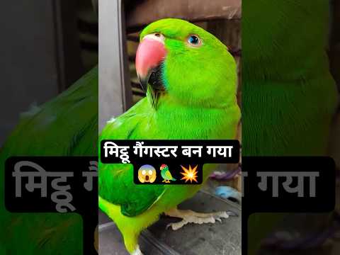 मिट्ठू की गैंगस्टर इंटरी 💥🔥#mitthu #parrot #cutebirds #funnypets #viralvideo #youtubeshorts #support