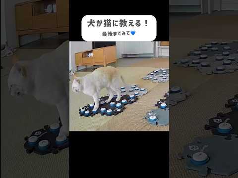 弟猫に教えてあげるも…スルーされる犬😅