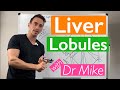 Liver Anatomy and Function Assessment