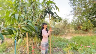 อัปเดตบ้านนา 2026 🏡 ทุ่งนาสวยๆ กับมะม่วงลูกใหญ่ รอวันครอบครัวพร้อมหน้า