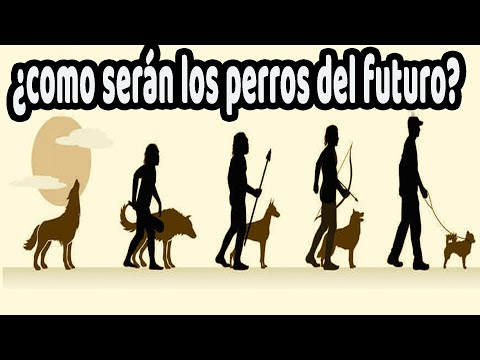 Un reciente estudio revela que los Perros están evolucionando