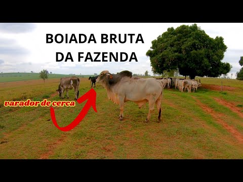 PECUÁRIA BRUTA - LEVANDO A BOIADA PARA NOVA PRAÇA DE ALIMENTAÇÃO E TROCANDO A GARROTADA DE PASTO