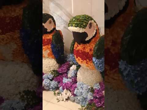 🦜Cutest Bird couple❤️#shorts#ytshorts#youtubeshorts#viral#reels#shortsfeed#explore#trending#song#fun