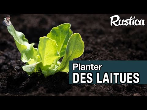 Planter des laitues au jardin