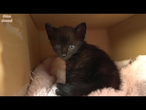 段ボールに入れて捨てられていた子猫たち