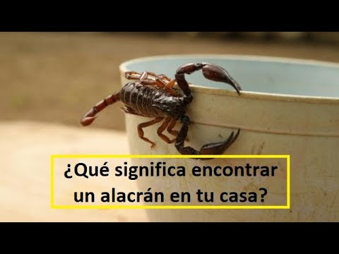 Que significa encontrar un alacran en la casa o escorpion en tu casa