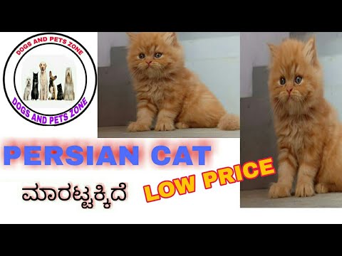 Persian Kittens For Sale Washington - 01/2022