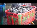 Impact of Plastic Pollution