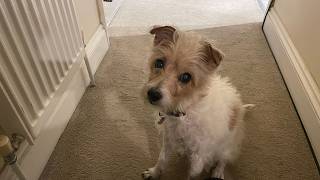 Tribute to our perfect little princess Dotty (Will never forget you)