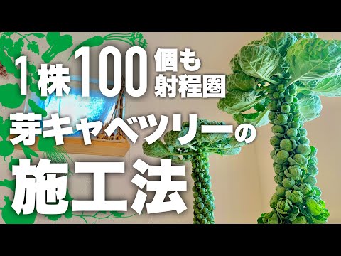 【絶対に失敗させない】芽キャベツ栽培 肥大の法則5選|芽キャベツの育て方