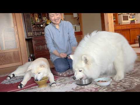 春野菜たっぷり手作りスープを１７歳とは思えない食べっぷりで大完食してくれる元気な柴犬とサモエド
