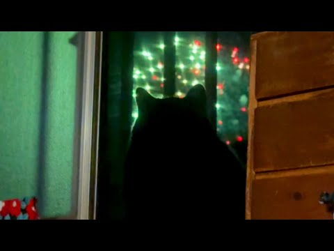 【猫と花火】パパがいたらもっと良かった　Cats Watching Fireworks
