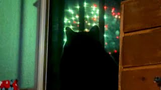 【猫と花火】パパがいたらもっと良かった　Cats Watching Fireworks