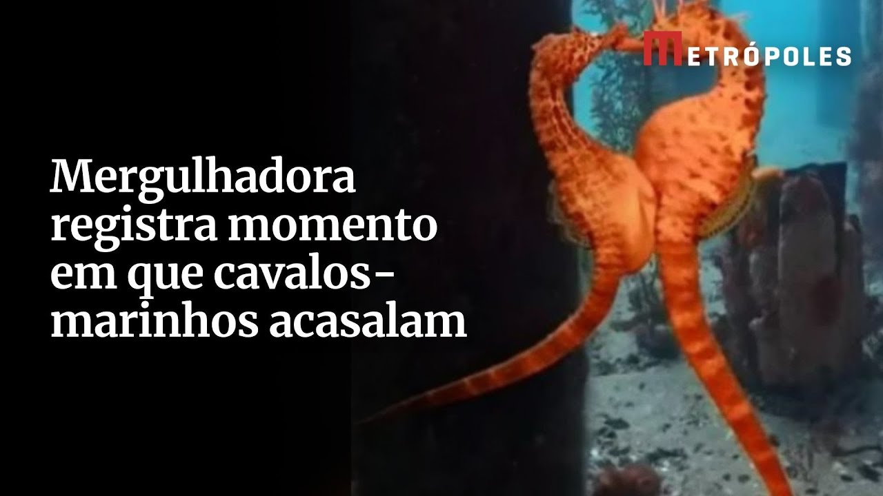 Mergulhadora registra momento em que cavalos marinhos acasalam