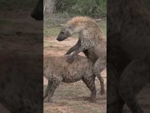 Hyenas பற்றி சில சுவாரஸ்யமான தகவல்கள்? #shorts #hyena #leo