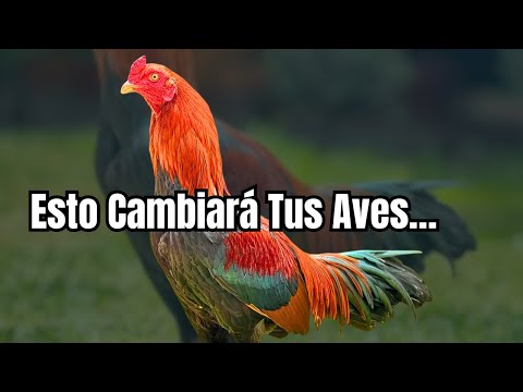Lo que Muy Pocos Saben sobre la Herencia y el Potencial de las Aves