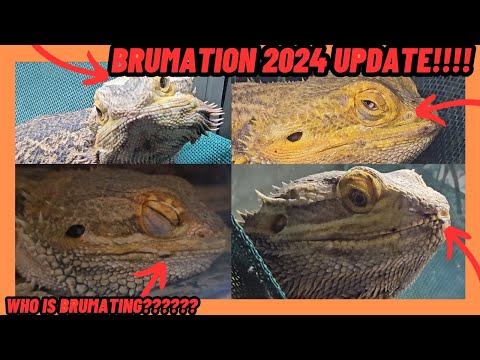 BEARDED DRAGON BRUMATION 2024 UPDATE AND OTHER LIZARDS!