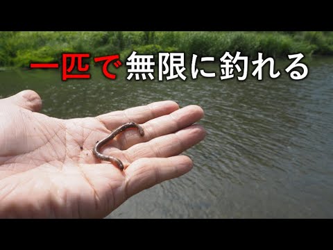 ミミズ一匹で無限に釣れる!超高級魚をいっぱい釣る方法はコレだ!