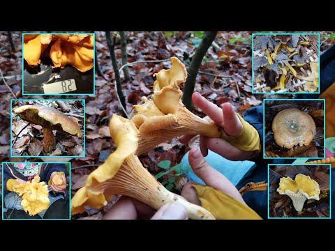 🍄Neuer Wald mit fetter Pfifferling-Überraschung🎉 | 26.10.2024... mit meinem Sohn im Schwammerlglück🤩