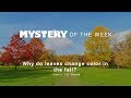 Understanding Why Leaves Change Color in Fall