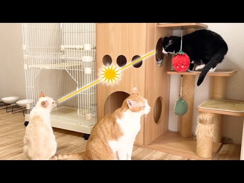メス猫同士の仲が悪い理由