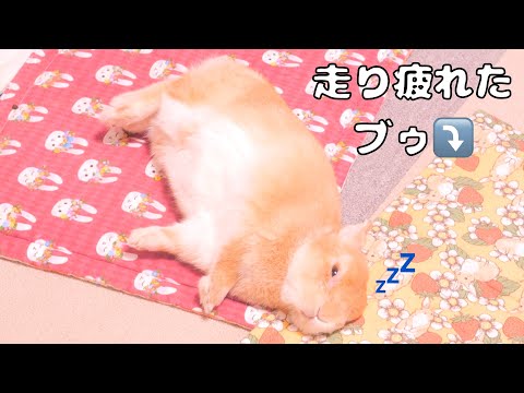 ブゥブゥ走り疲れて「ぬいぐるみ」状態で発見されたムギが可愛すぎました【No.1765】