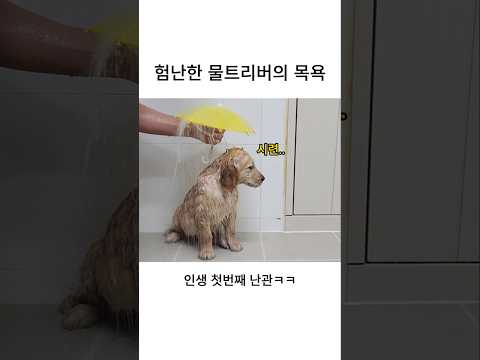 험난한 물트리버의 목욕