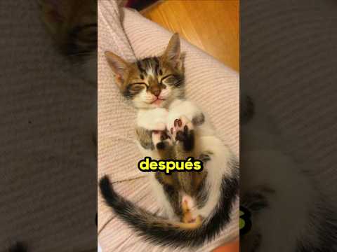 El gatito se durmió en 0.0001 segundos😪
