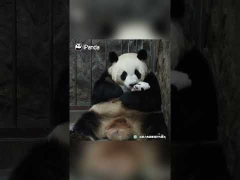 Who Says Panda Moms Aren't Experts At Caring For Their Babies? | iPanda #shorts