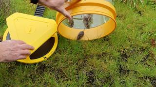 Why I Recommend This New Bucket Trap? Triple Flip-Floor Catches 6 Mice! - Mousetrap Monday
