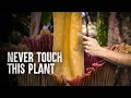 Corpse Flower Facts and Safety