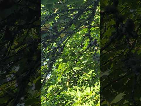A group of Bushtit's (Psaltriparus minimus) in a tree