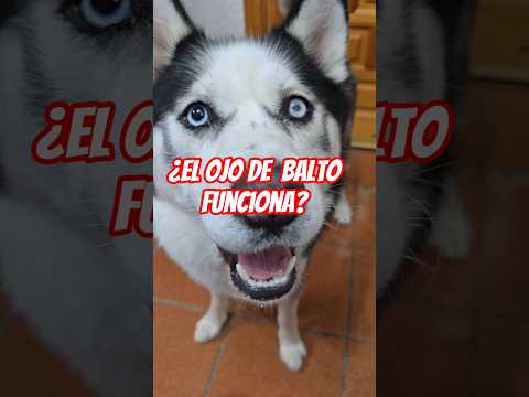 Balto ¿Cuántos dedos tengo? 🤣 El ojo de Balto