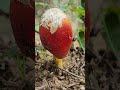 Understanding Mushrooms