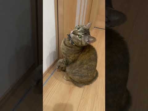 招き猫、一点を見つめてる。良からぬものを招かないでね…#猫 #cat #animals #shorts