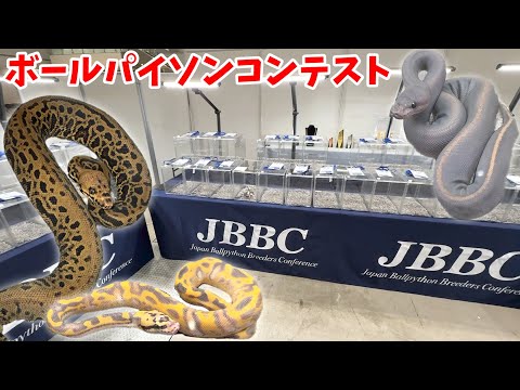 【初開催】1種類のヘビを極めたブリーダー達の【日本一を決める大会】が凄すぎた!!!!!!