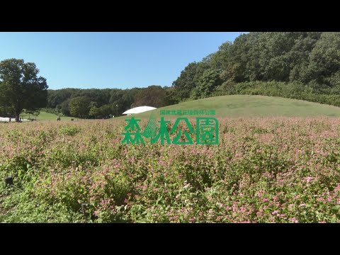 【国営武蔵丘陵森林公園】赤ソバ(2025年10月17日撮影)