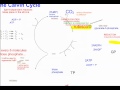 Calvin Cycle Concepts and Processes