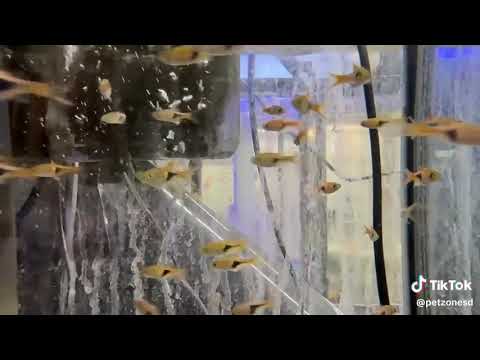 Harlequin Rasbora The Harlequin Rasbora is a hardy, peaceful schooling fish from Southeast Asia, loved for its strikin