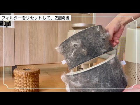 猫と暮らすって大変💦換毛期の抜け毛、掃除、空気清浄機の威力！【検証】