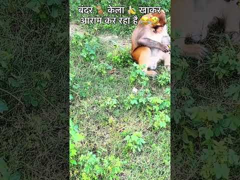 Bandar 🐒 ko kela 🍌 khilaya 🌸🥰🙏 #funny #monkeyvideo #monkeys #comedyshorts #bandara