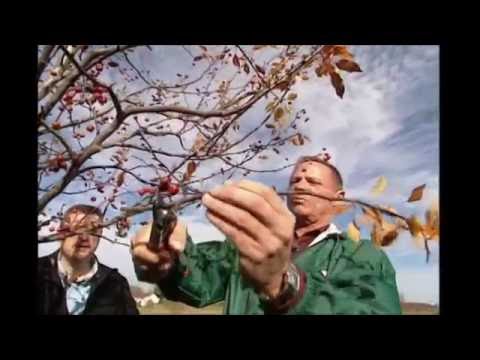 When & How to Prune Trees