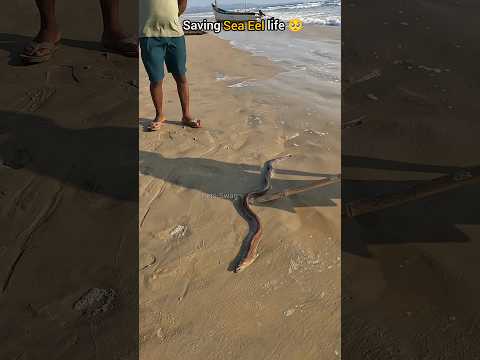 Small Acts, Big Impact: Saving stranded sea eel 🥺