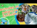 Animales en Peligro de Extinción