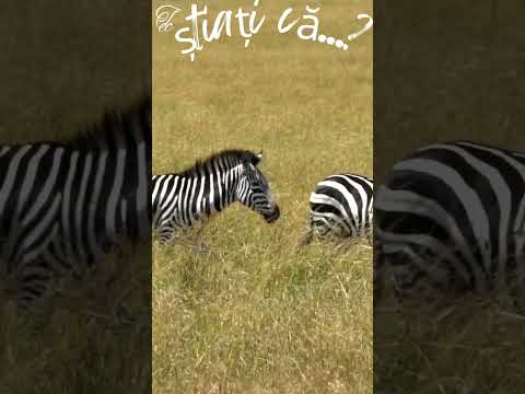 #FAUNA – #Știați că...? #Zebra