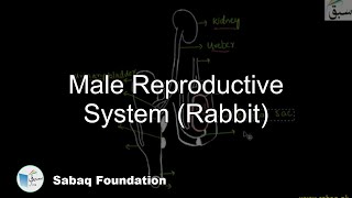 Male Reproductive System, (Rabbit)