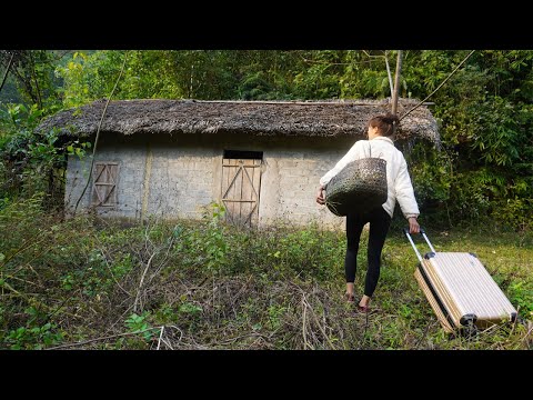 The girl returned to the abandoned old house and cleared the weeds - Harvest 1000kg cassava to sell