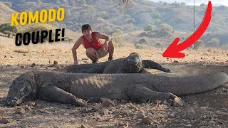 Male Komodo Dragon next to Female! Can you tell them apart?